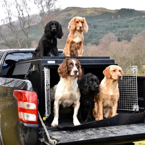 Dog Owners Love a Removable Dog Cage For Their UTE?